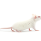Illustration for article titled Scientists Cured Paralysis in Mice with Stem Cells and Lasers